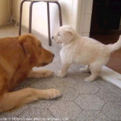 Photo de Golden retriever