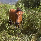 Photo de Poney franais de selle