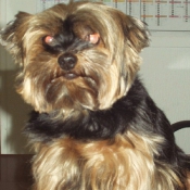 Photo de Yorkshire terrier