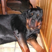 Photo de Rottweiler