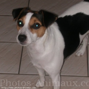 Photo de Jack russell terrier