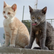 Photo de Chat domestique