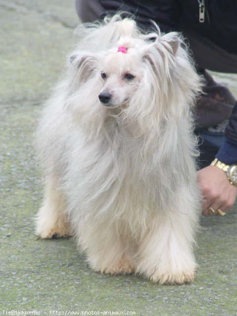 Photo de Chien chinois nu  crte