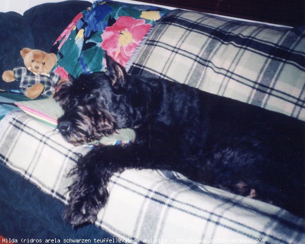 Photo de Schnauzer gant