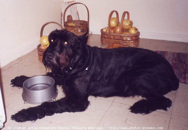 Photo de Schnauzer gant