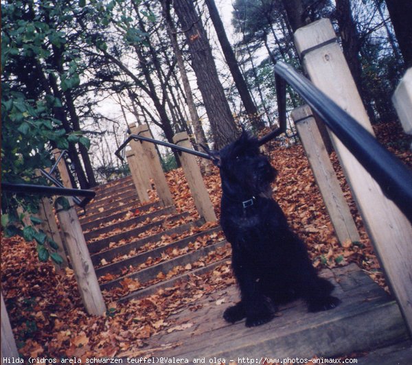 Photo de Schnauzer gant