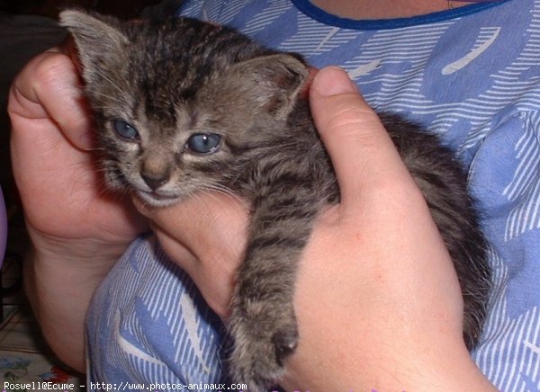 Photo de Chat domestique