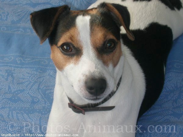 Photo de Jack russell terrier