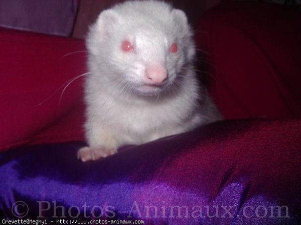 Photo de Furet