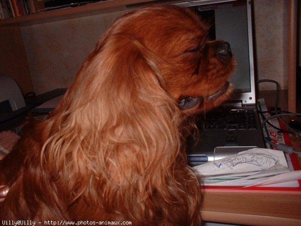 Photo de Cavalier king charles spaniel