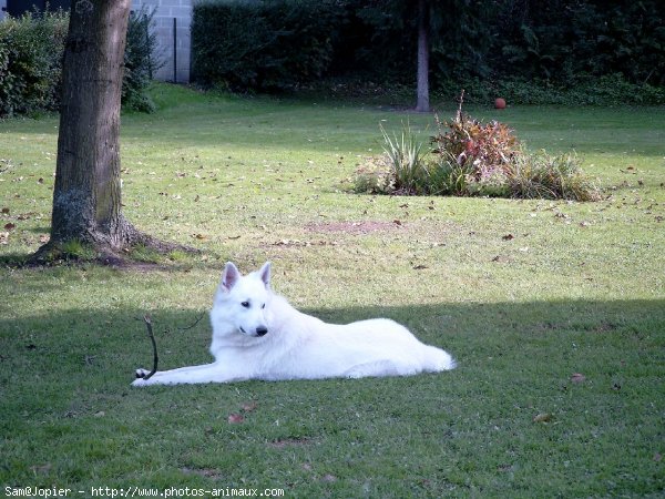 Photo de Berger blanc suisse