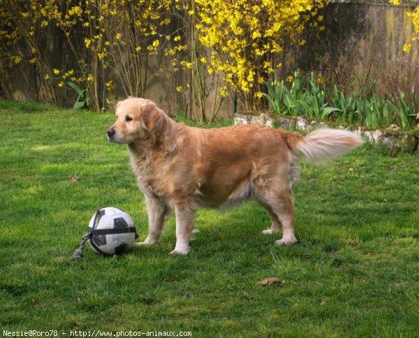 Photo de Golden retriever