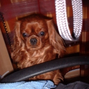 Photo de Cavalier king charles spaniel