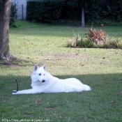 Photo de Berger blanc suisse