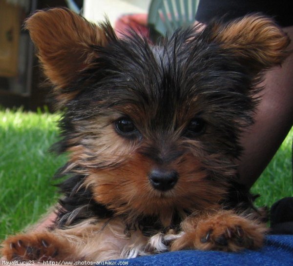 Photo de Yorkshire terrier