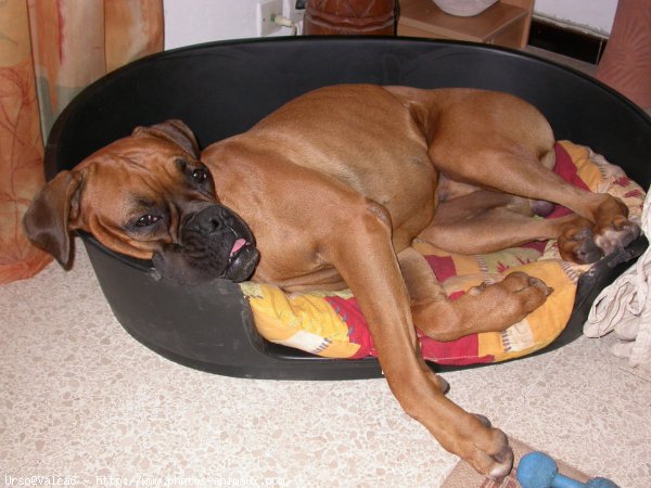 Photo de Boxer