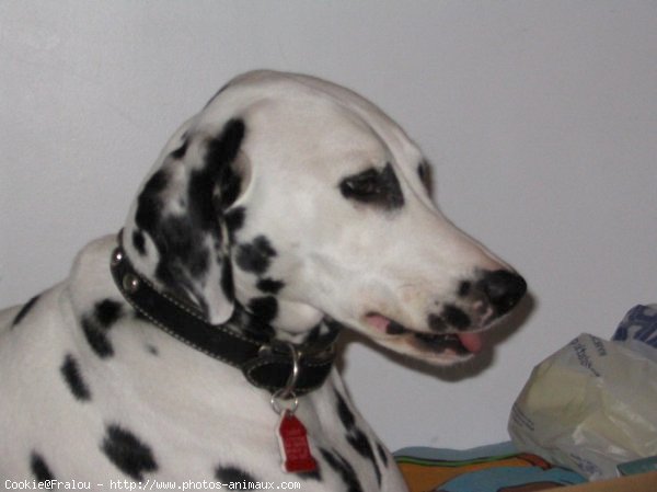 Photo de Dalmatien