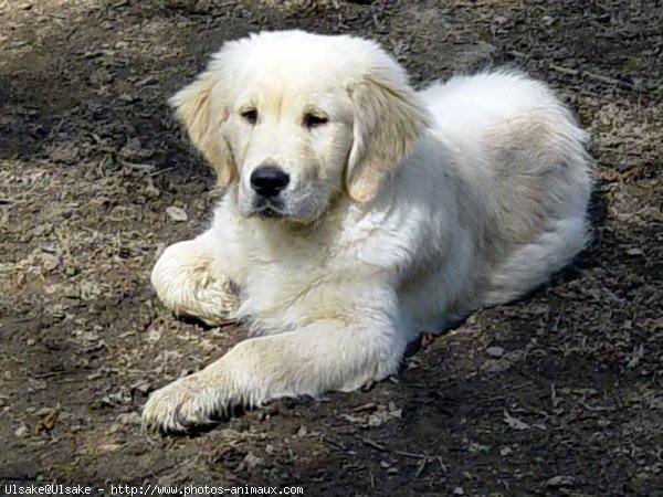 Photo de Golden retriever