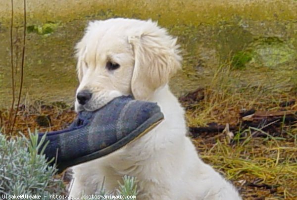 Photo de Golden retriever