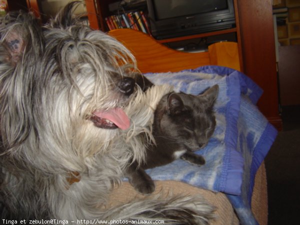 Photo de Chien de berger des pyrenes  poil long