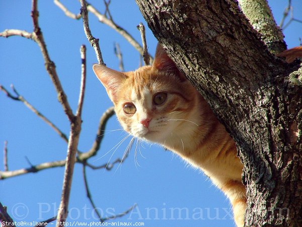 Photo de Chat domestique