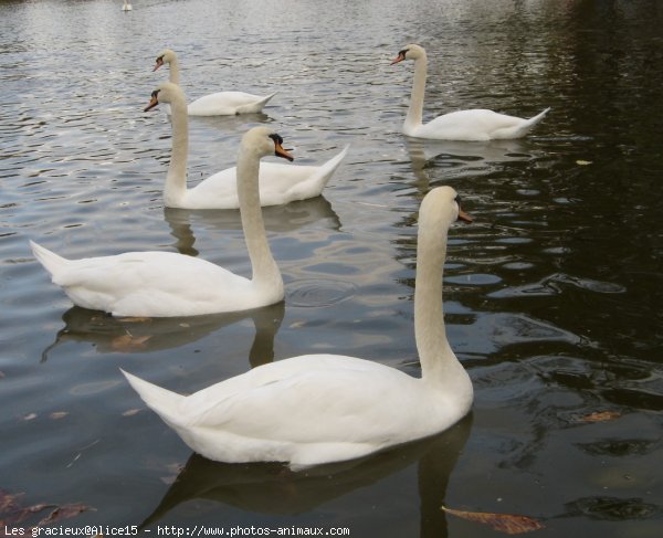 Photo de Cygne