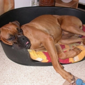 Photo de Boxer