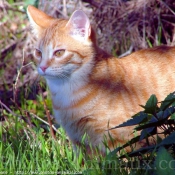 Photo de Chat domestique