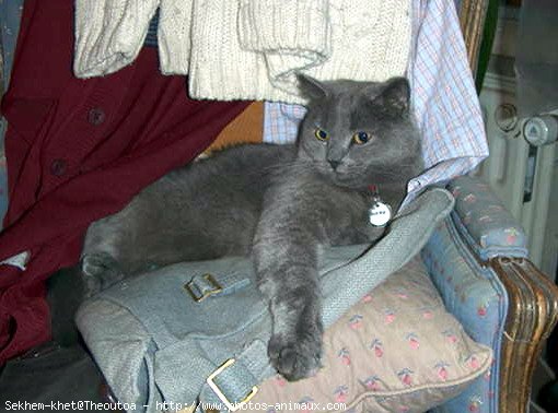 Photo de Chartreux