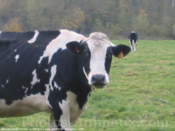 Photo de Vache