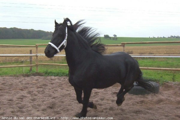 Photo de Frison