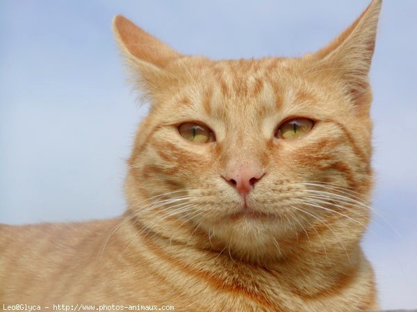 Photo de Chat domestique