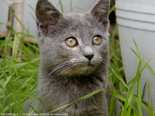 Photo de Chat domestique