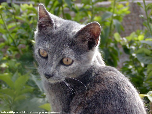 Photo de Chat domestique