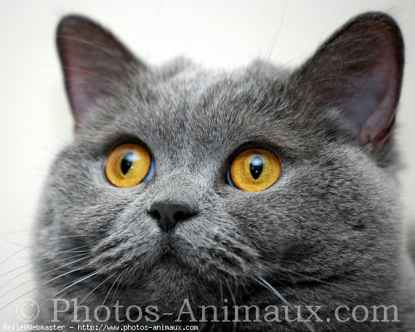 Photo de British shorthair