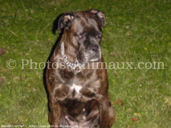 Photo de Boxer