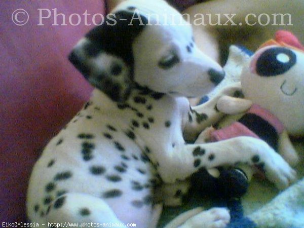 Photo de Dalmatien