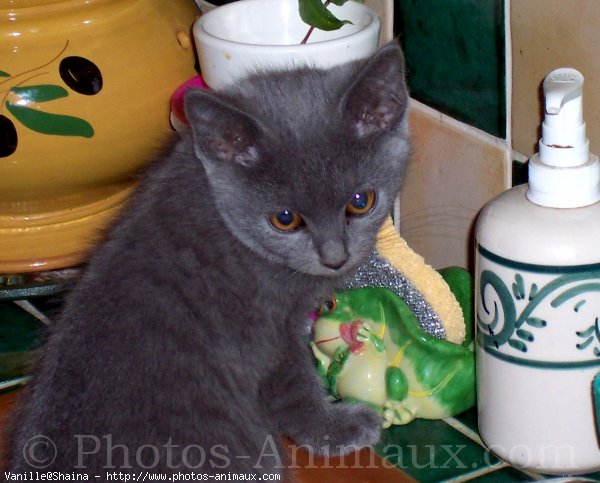 Photo de Chartreux