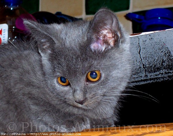 Photo de Chartreux