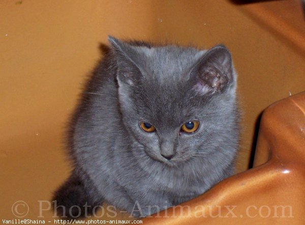 Photo de Chartreux