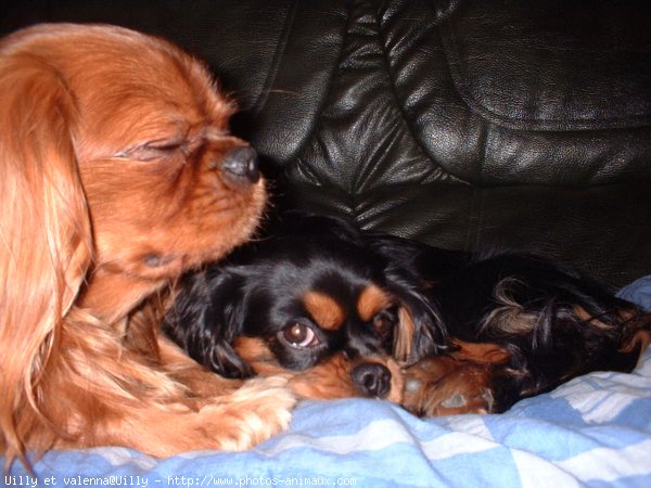 Photo de Cavalier king charles spaniel