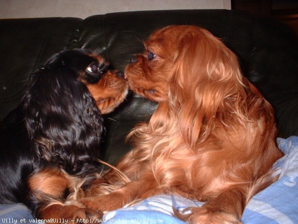 Photo de Cavalier king charles spaniel