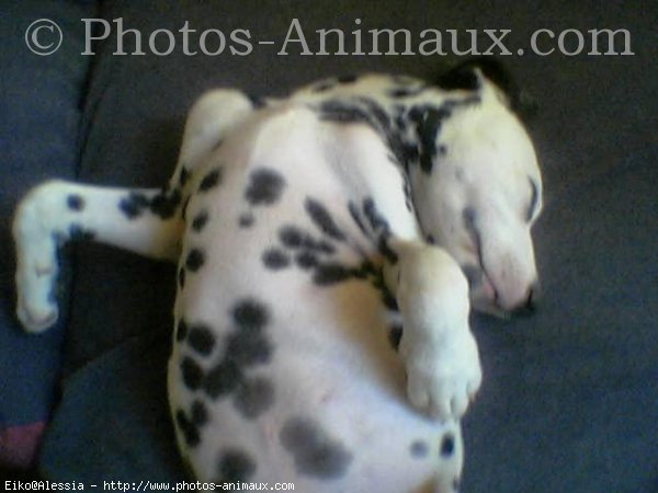 Photo de Dalmatien