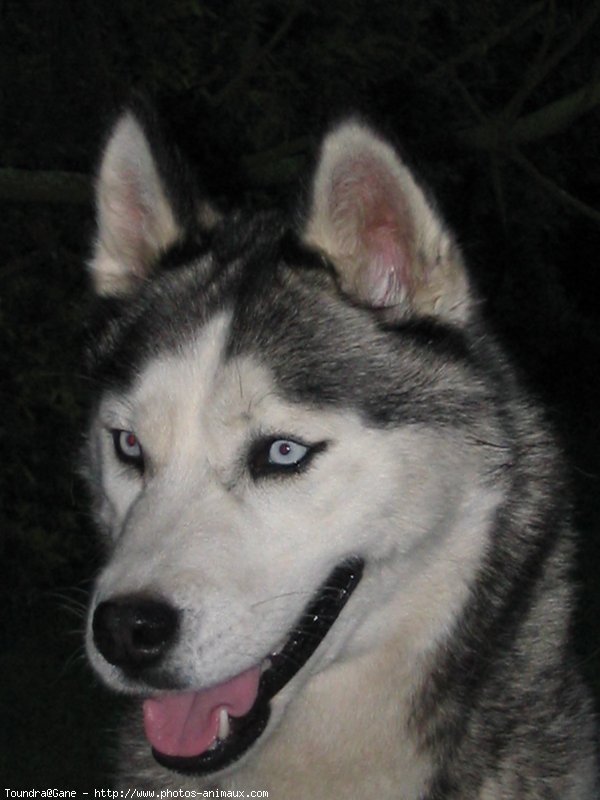 Photo de Husky siberien