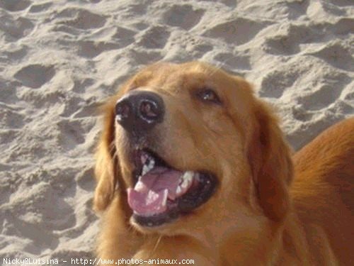 Photo de Golden retriever