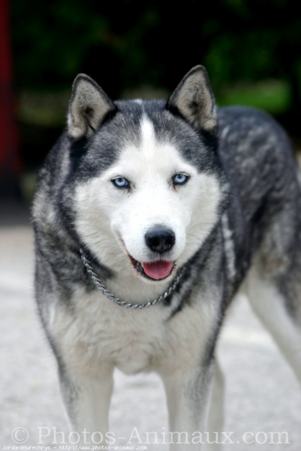 Photo de Husky siberien