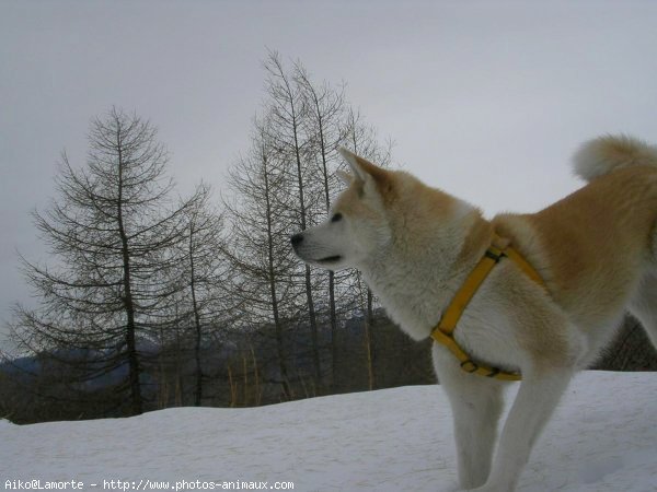 Photo d'Akita inu