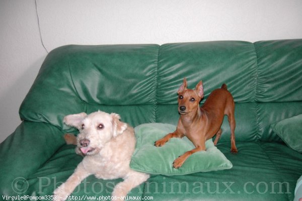 Photo de Pinscher nain