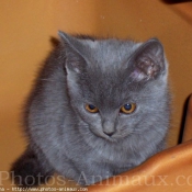 Photo de Chartreux