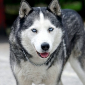 Photo de Husky siberien